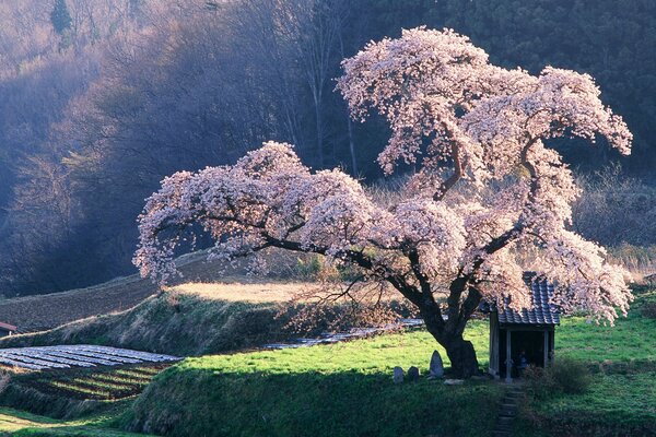 A beautiful sakura tree in the midst of flowering