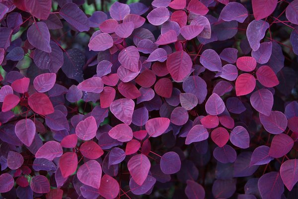 Jesienne fioletowe liście