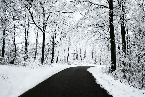 Strada invernale nella foresta