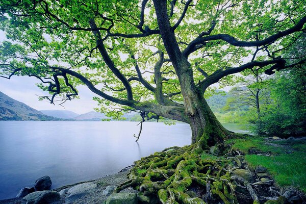 Arbre vert sur fond de mousse et de lac