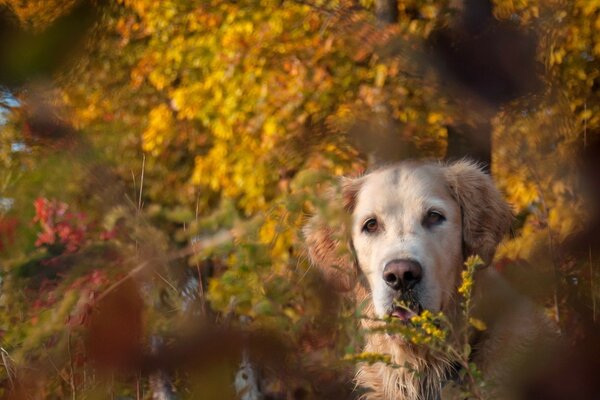 Paseo de otoño con un amigo