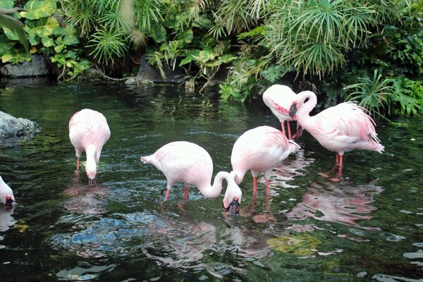 Pink flamingo drinks water from the river