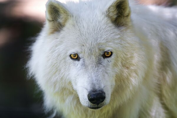 Seltene weiße Wolfsart