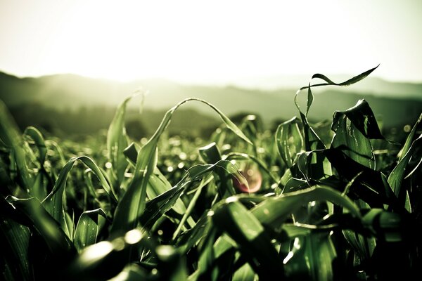 Green plants in the field at dawn