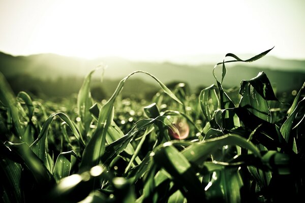 Plantas verdes en el campo al amanecer