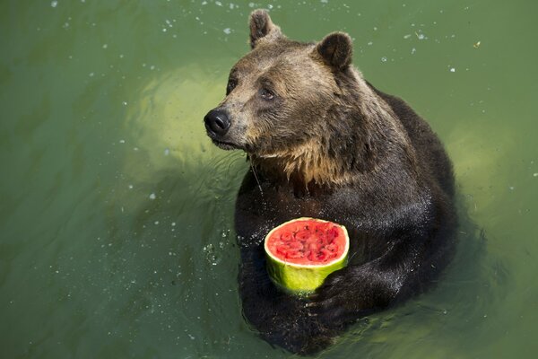 A bear in the water holds a watermelon