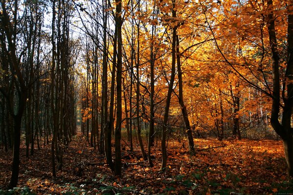 Bosque de otoño dorado en Alemania