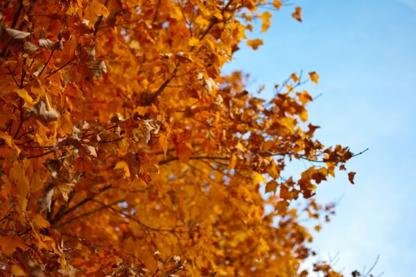 Herbst Zholt Baum Blätter fallen