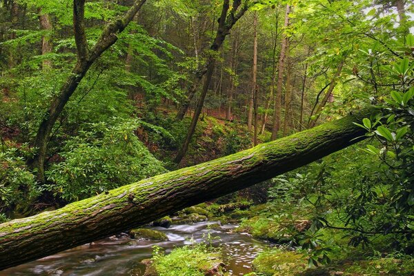 Stretto fiume nella foresta in estate