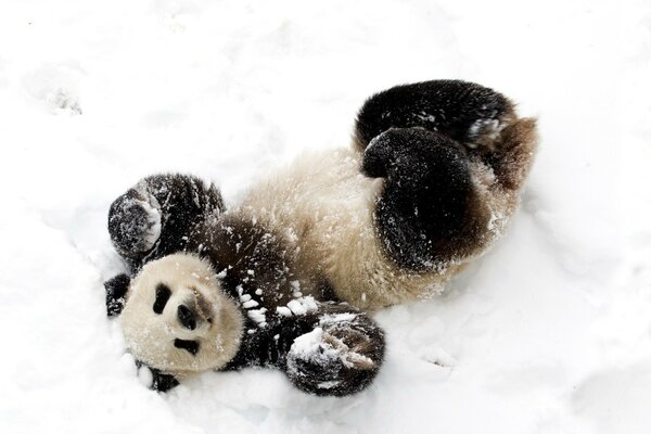 Panda jeździ na grzbiecie zimą