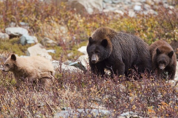 Famille d ours marchant dans la nature