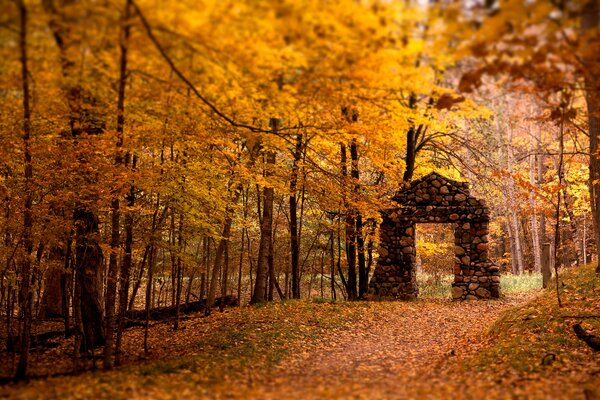 Autunno caduta foglie ingiallisce foresta