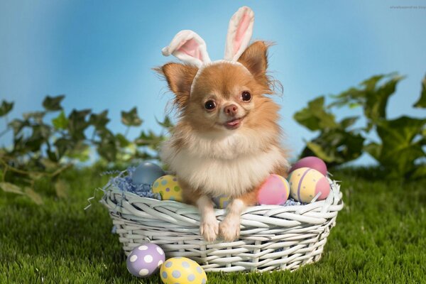 Mignon chien de Pâques dans le panier