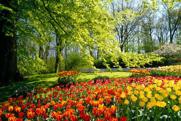 Clairière de tulipes lumineuses sur la rive de la rivière