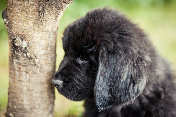 Black Newfoundland puppy by a tree