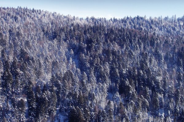Forêt d hiver avec une hauteur de vol