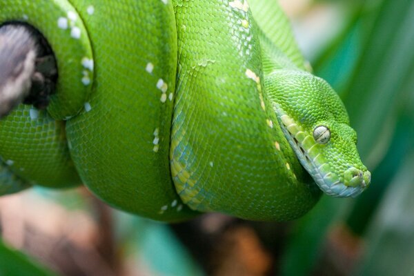 Pitón en la caza en la naturaleza