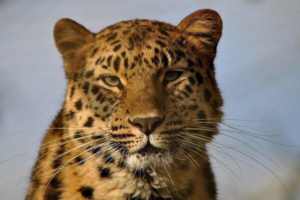 A wild cat looks into the eyes