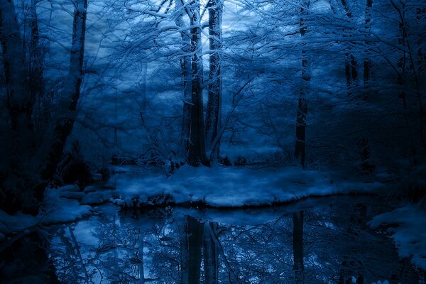 Bosque de nieve en invierno