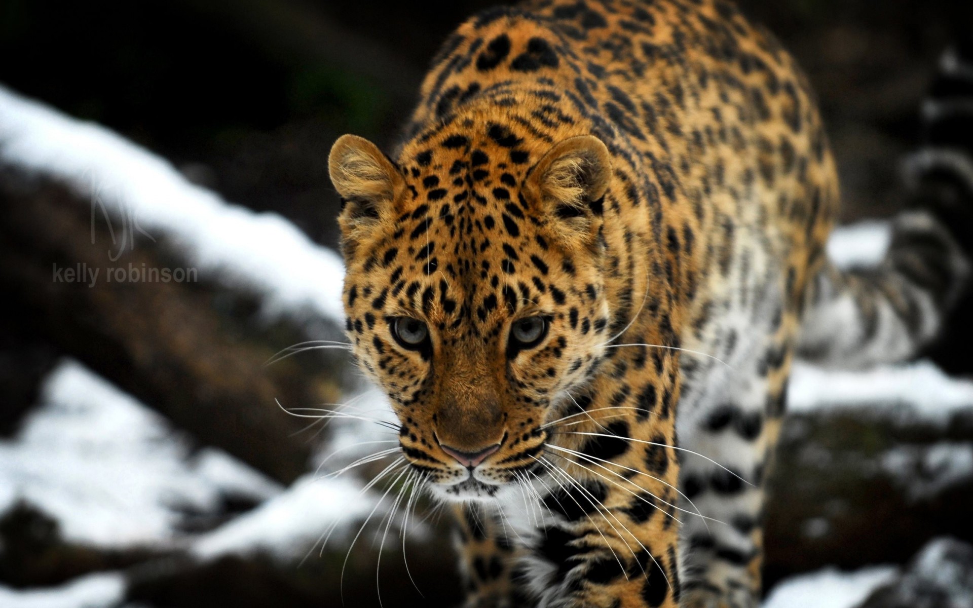 gato salvaje leopardo de amur leopardo del lejano oriente