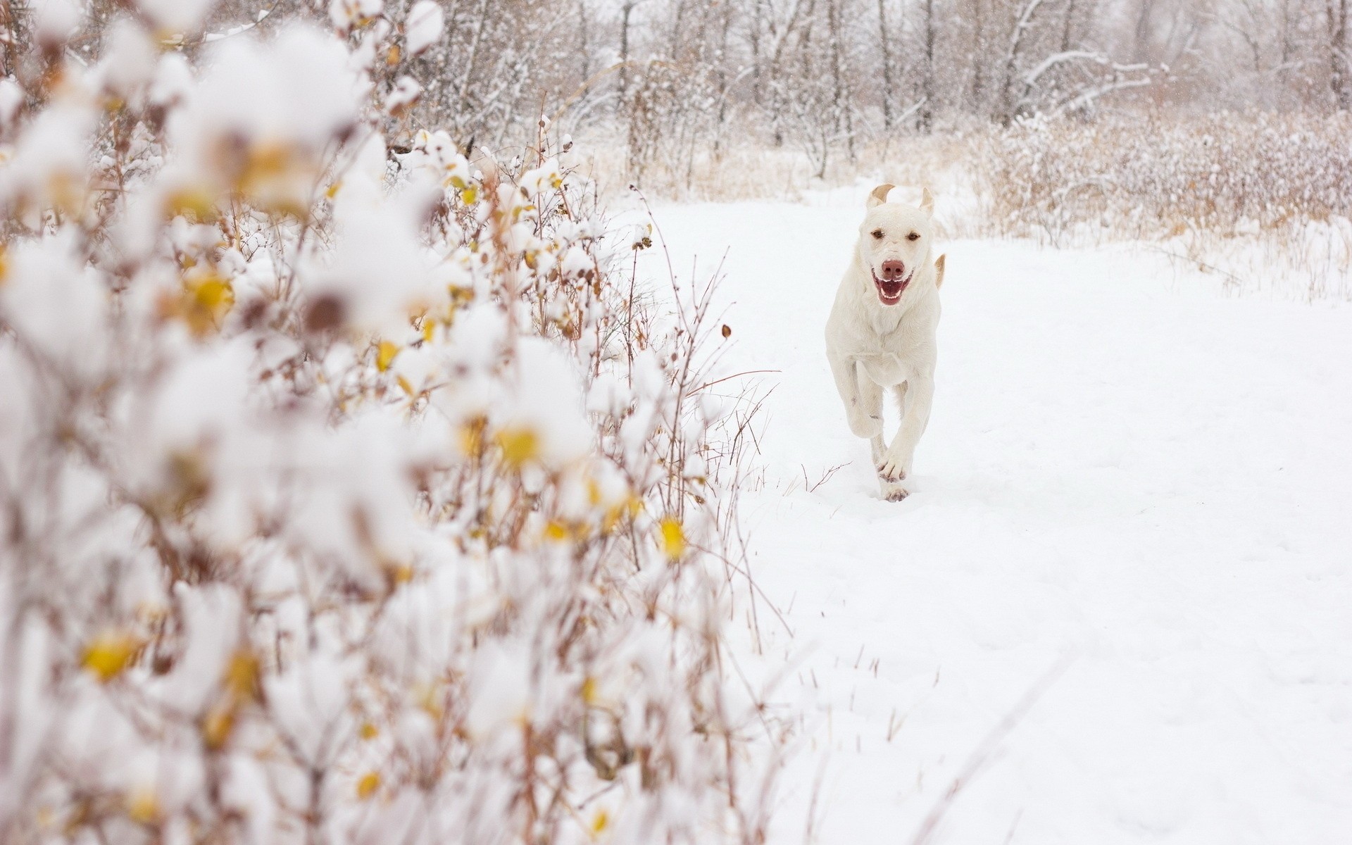 background snow dog