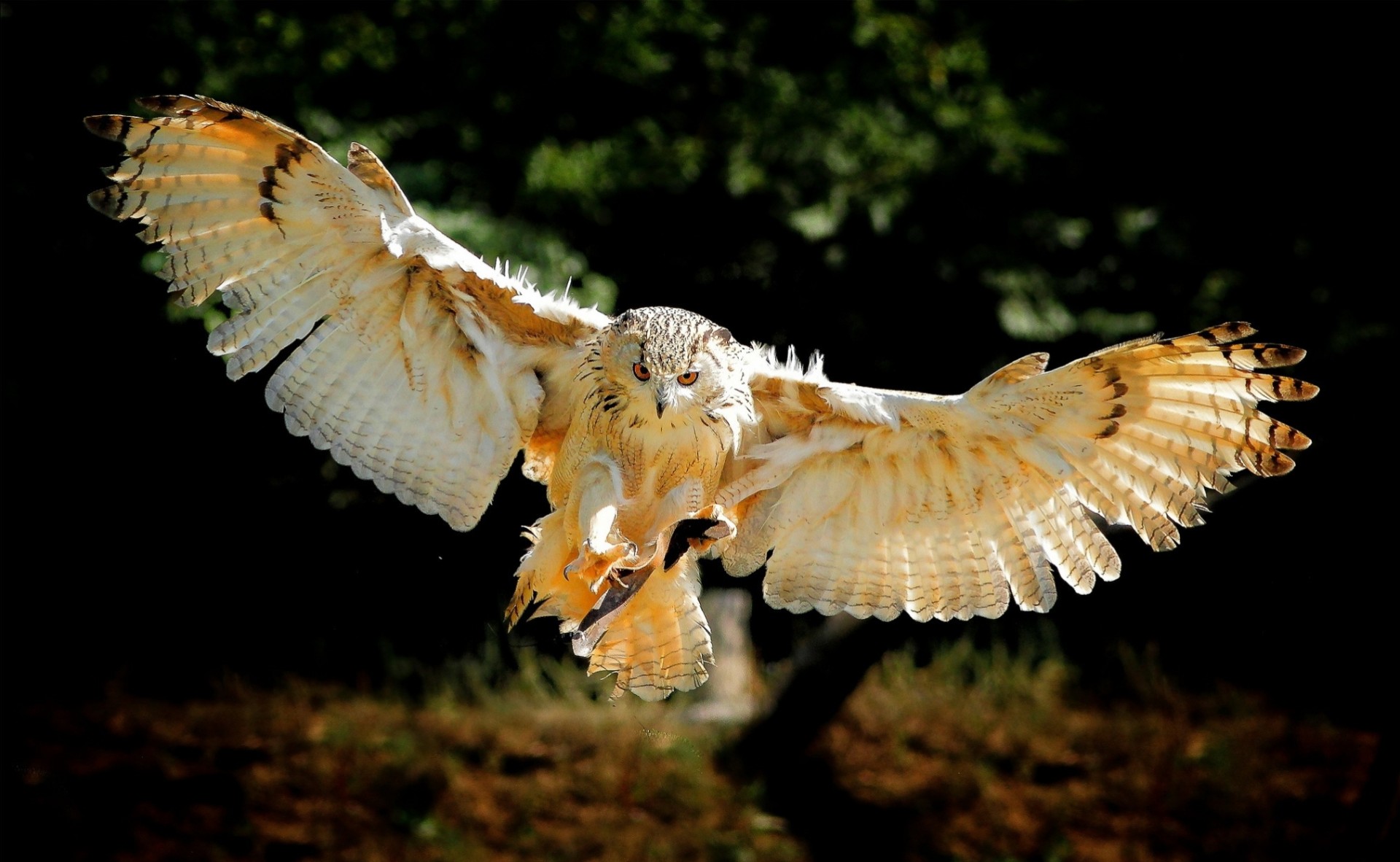 birds wings owl