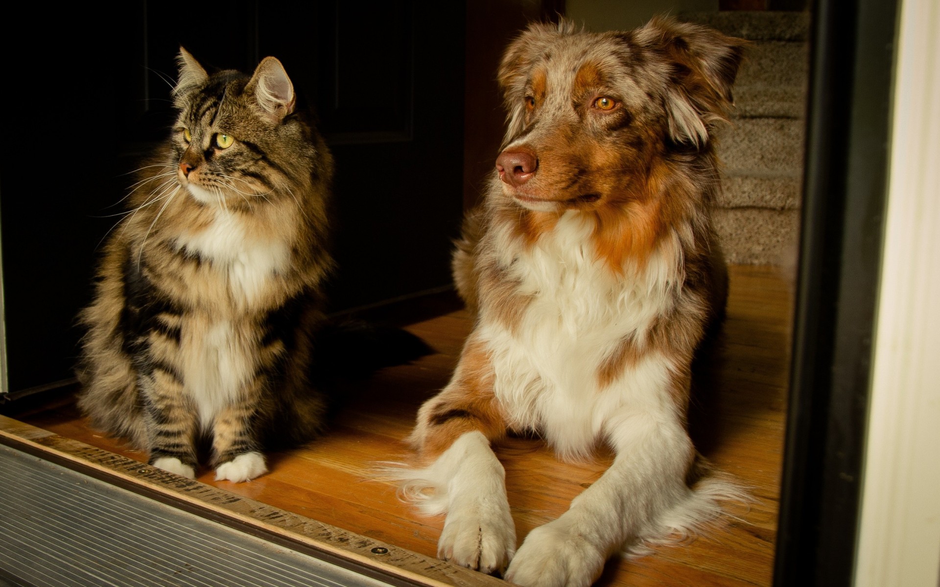 australischer schäferhund hund katze