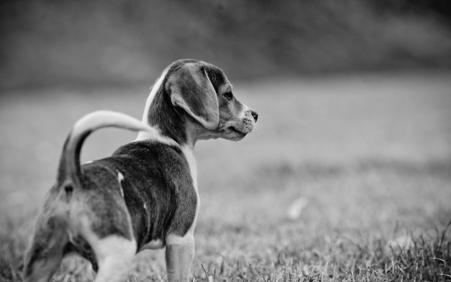 chiot marche noir et blanc chien