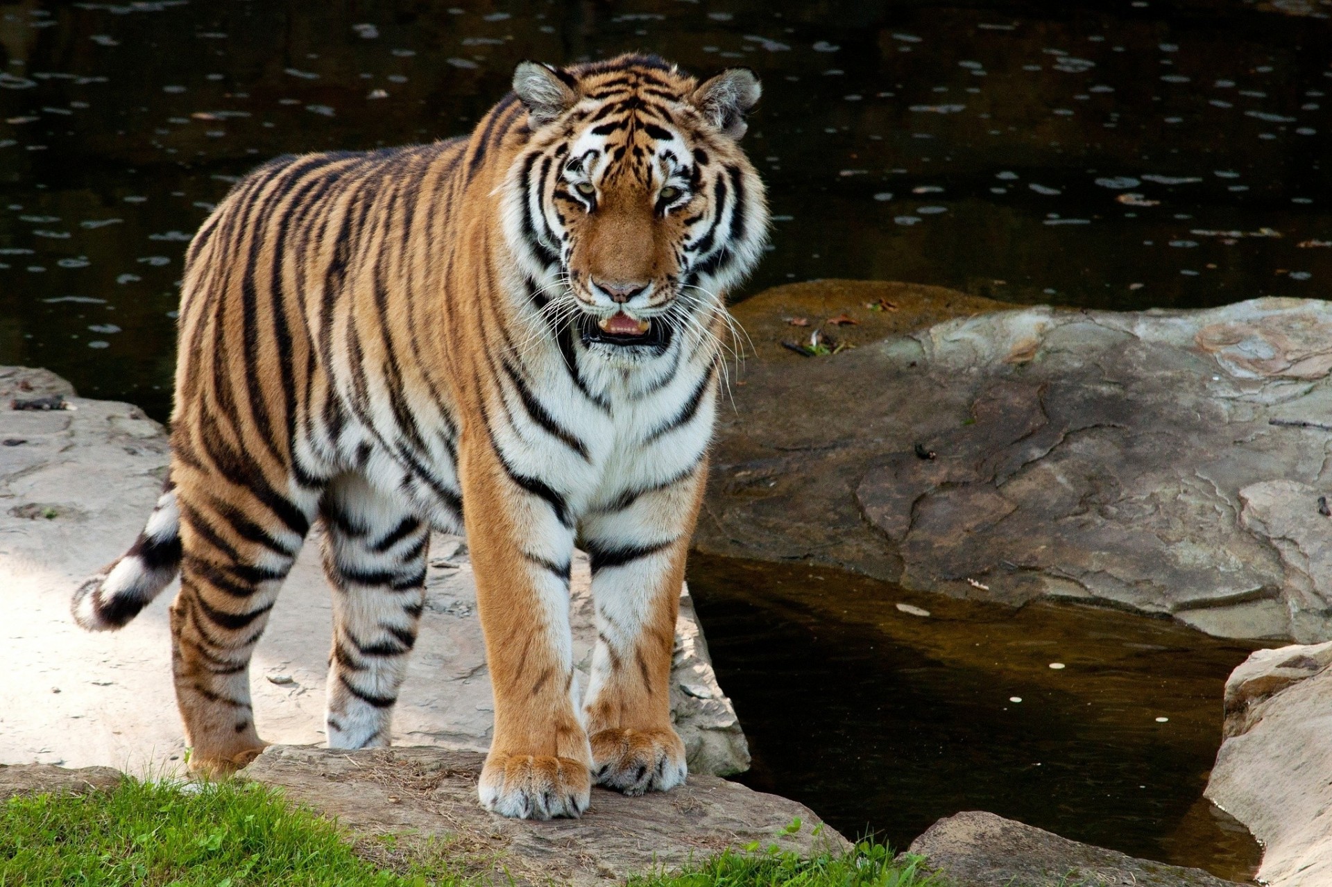 chat sauvage tigre de l amour tigre