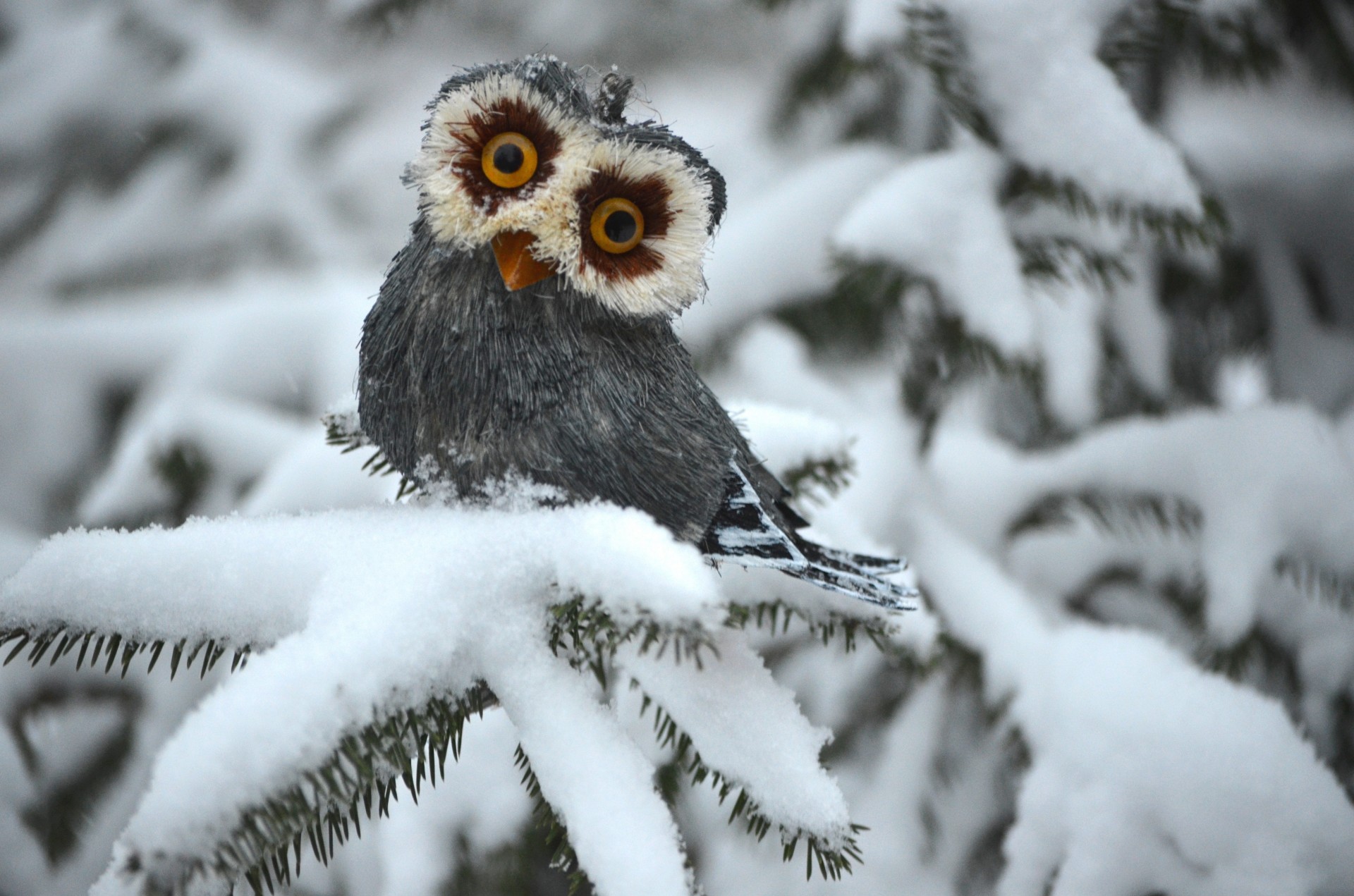 sapin blanc hiver hibou