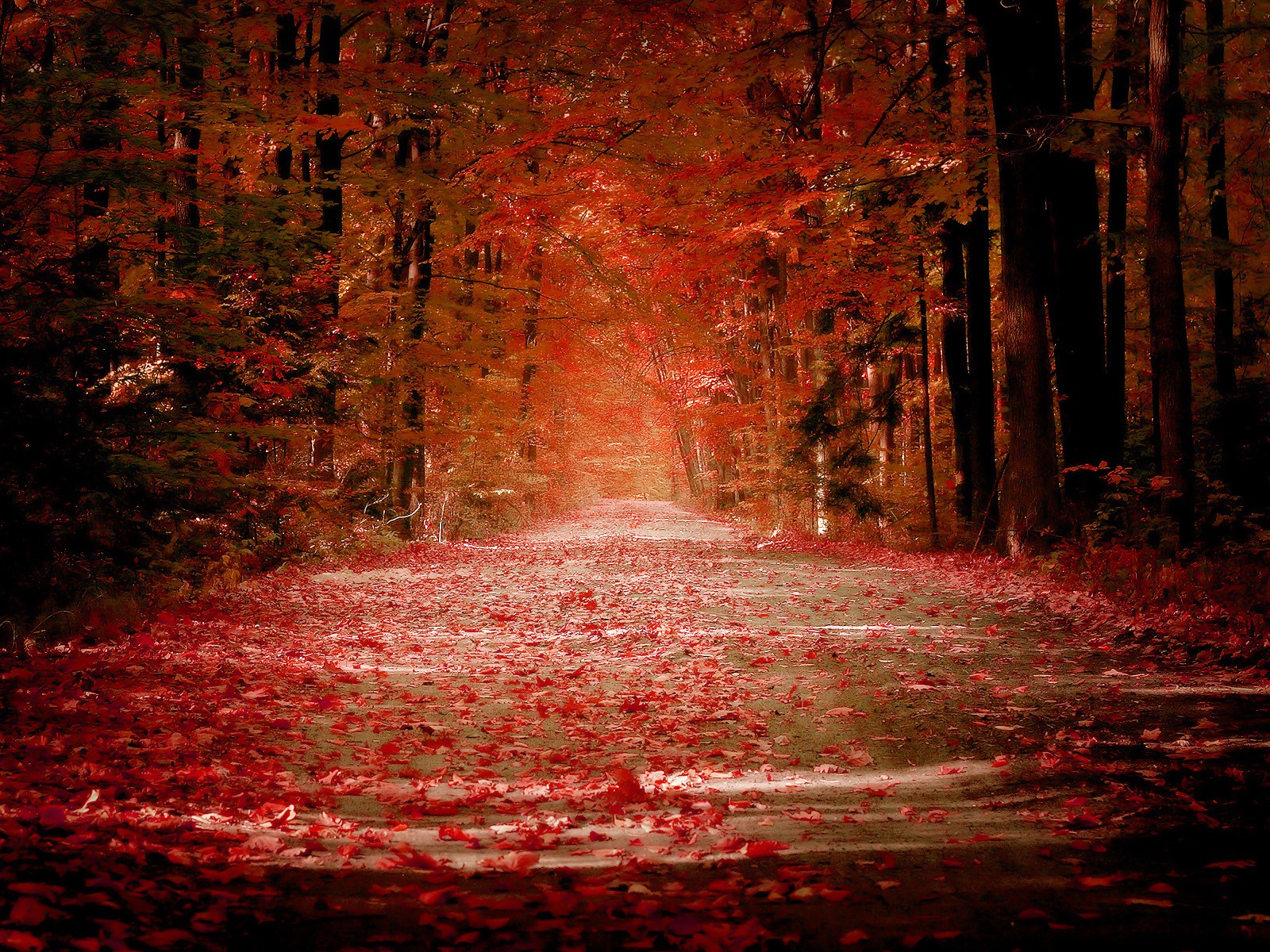 automne feuilles chute des feuilles route rouge ruelle