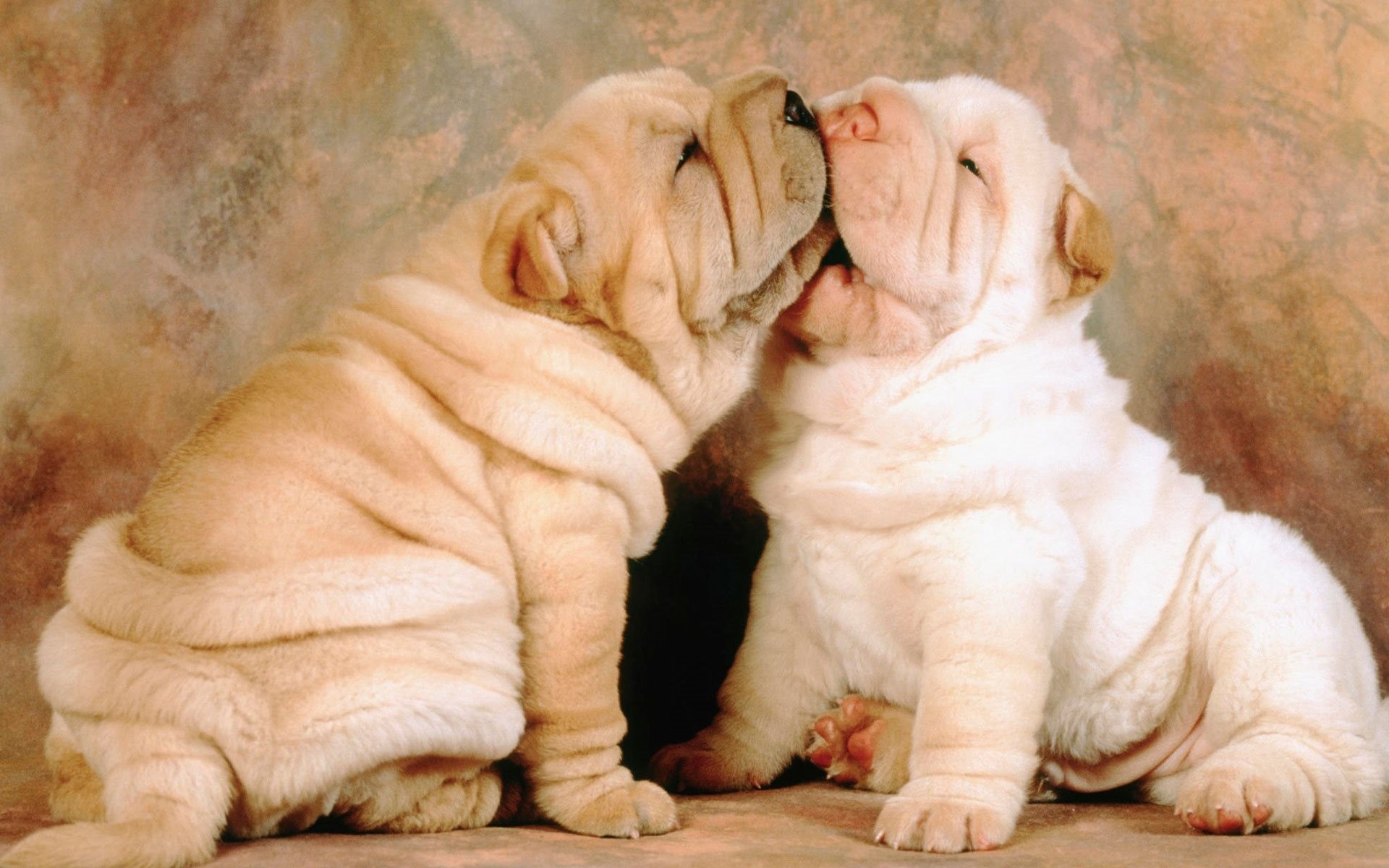 cani cuccioli shar pei