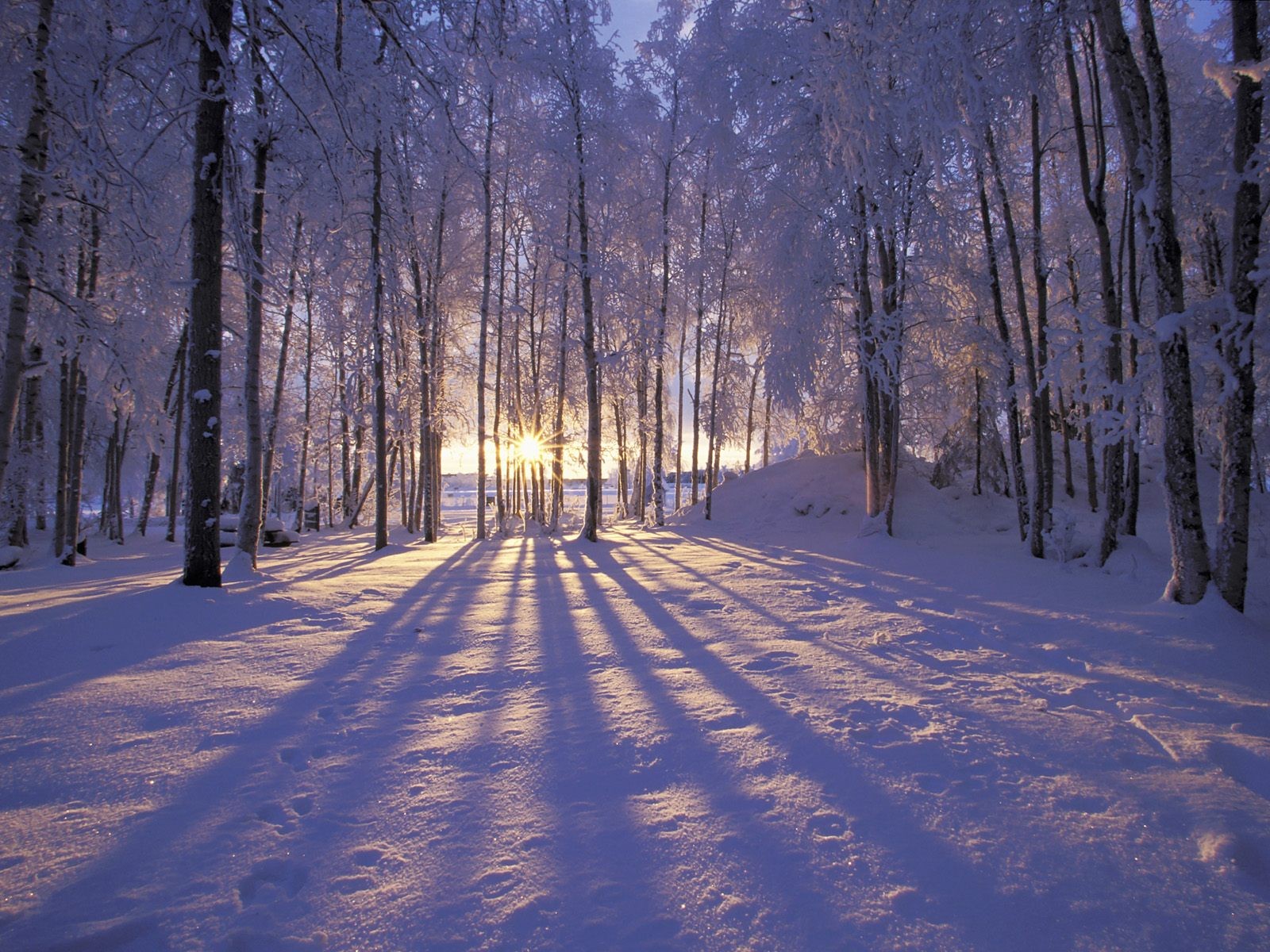 hiver forêt givre neige arbres rayons soleil