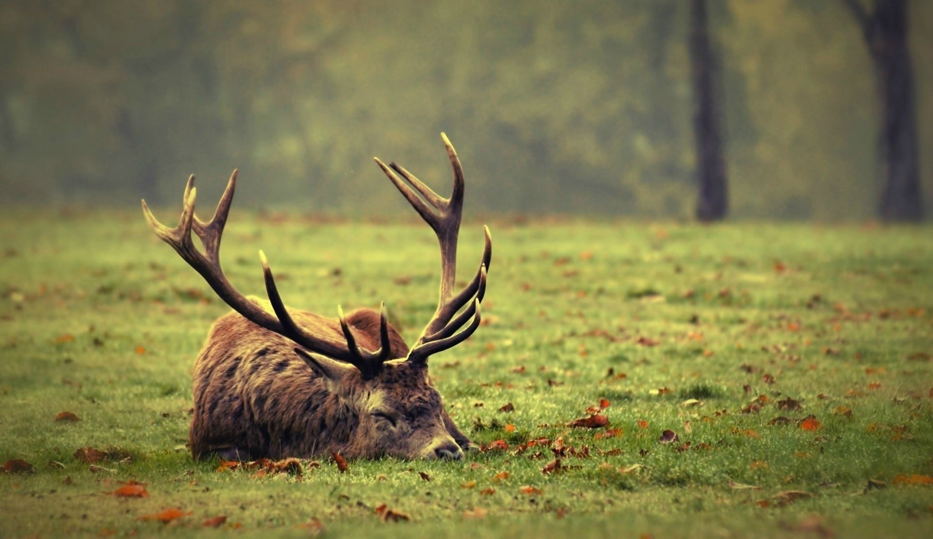 leaf nature grass antlers deer sleeping gra