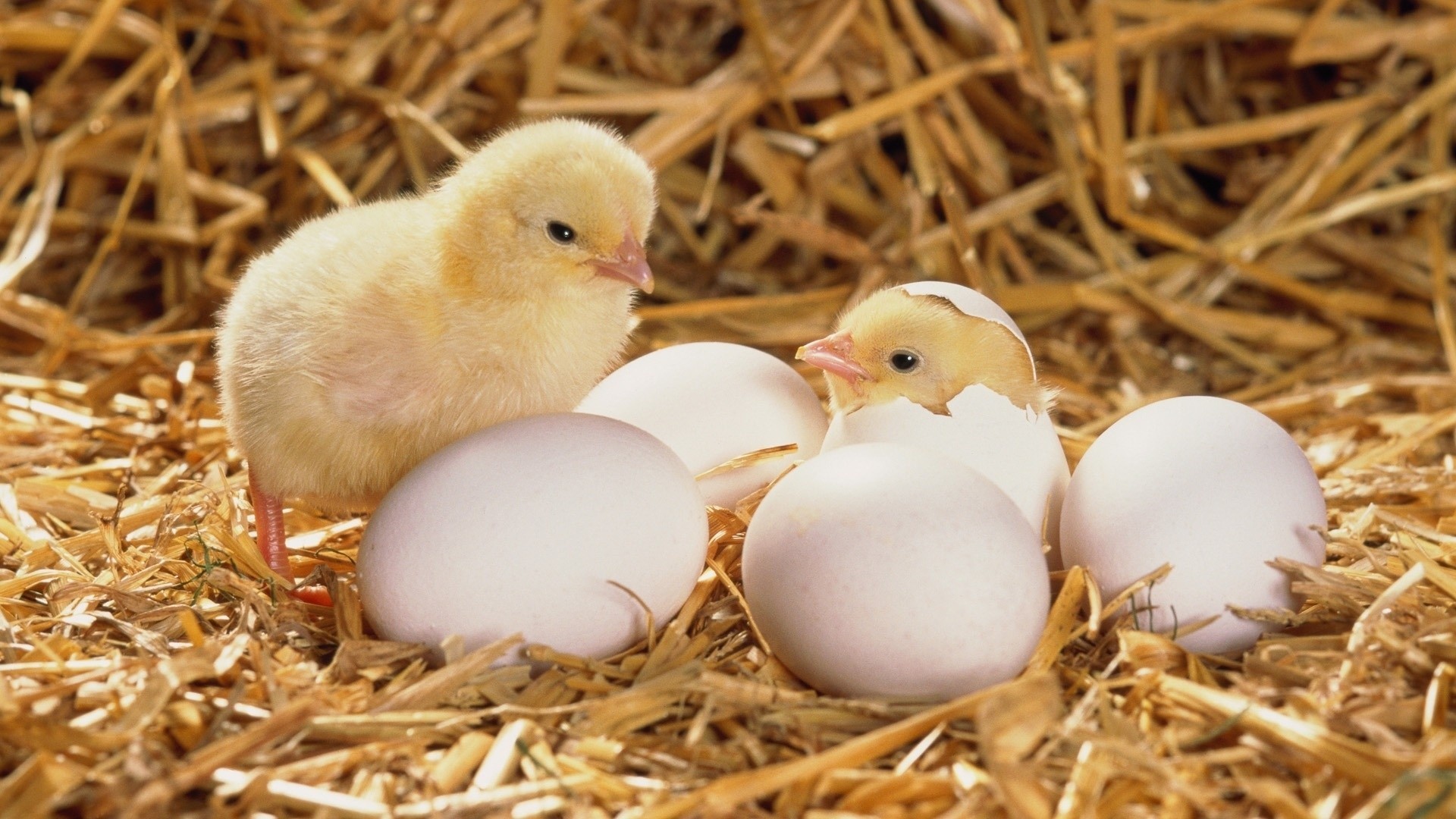 paille foin poulets oeufs poulet oeuf