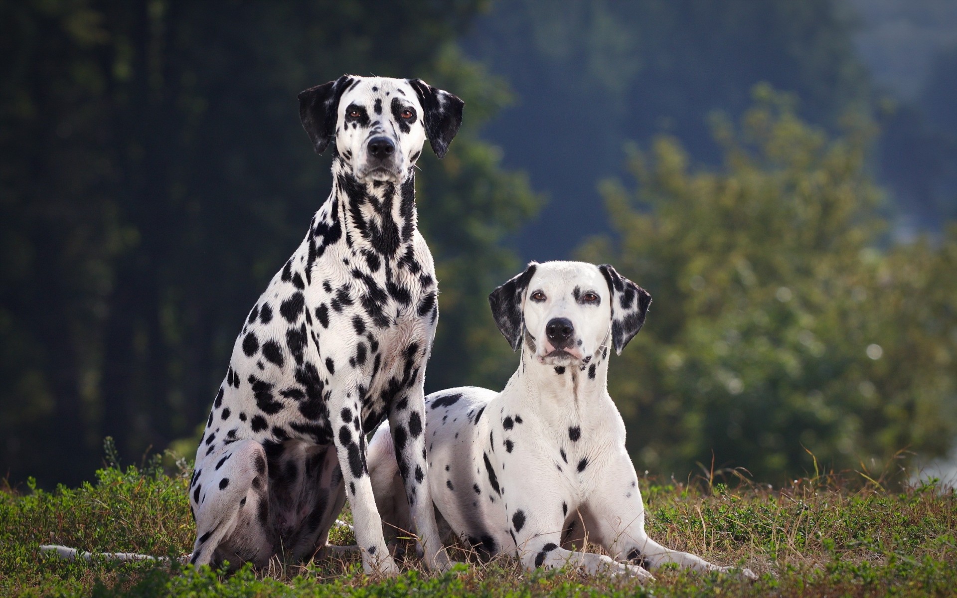 dalmatian dogs summer