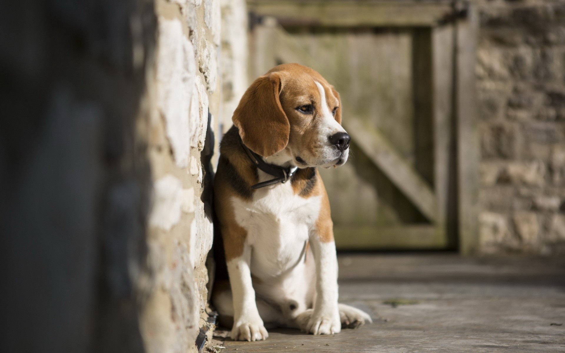 beagle perro amigo