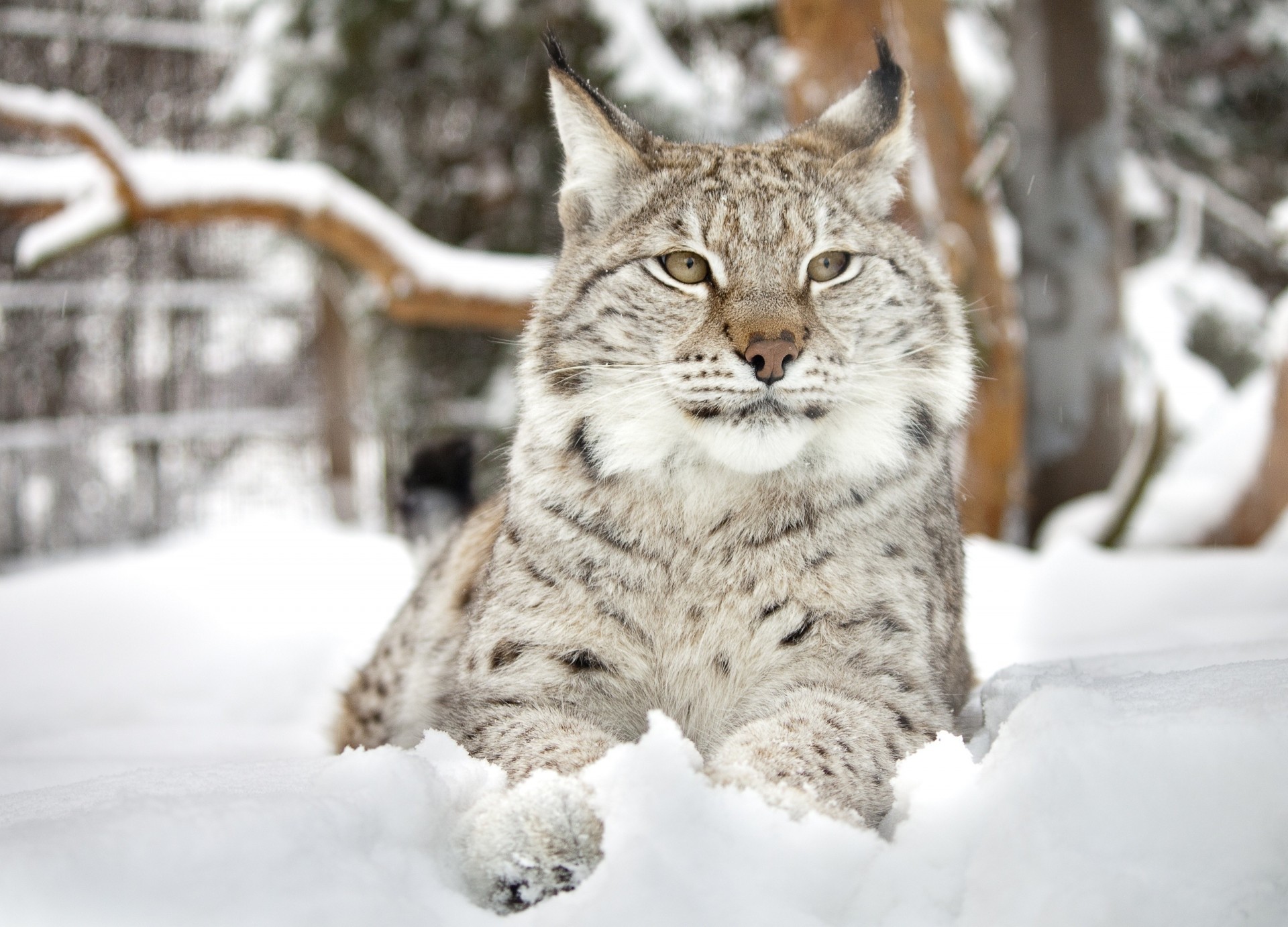 lince gato salvaje dientes