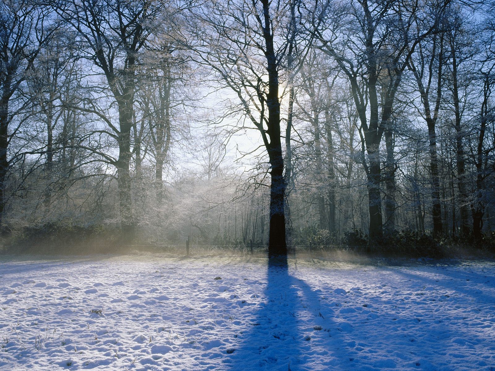 invierno nieve árboles luz