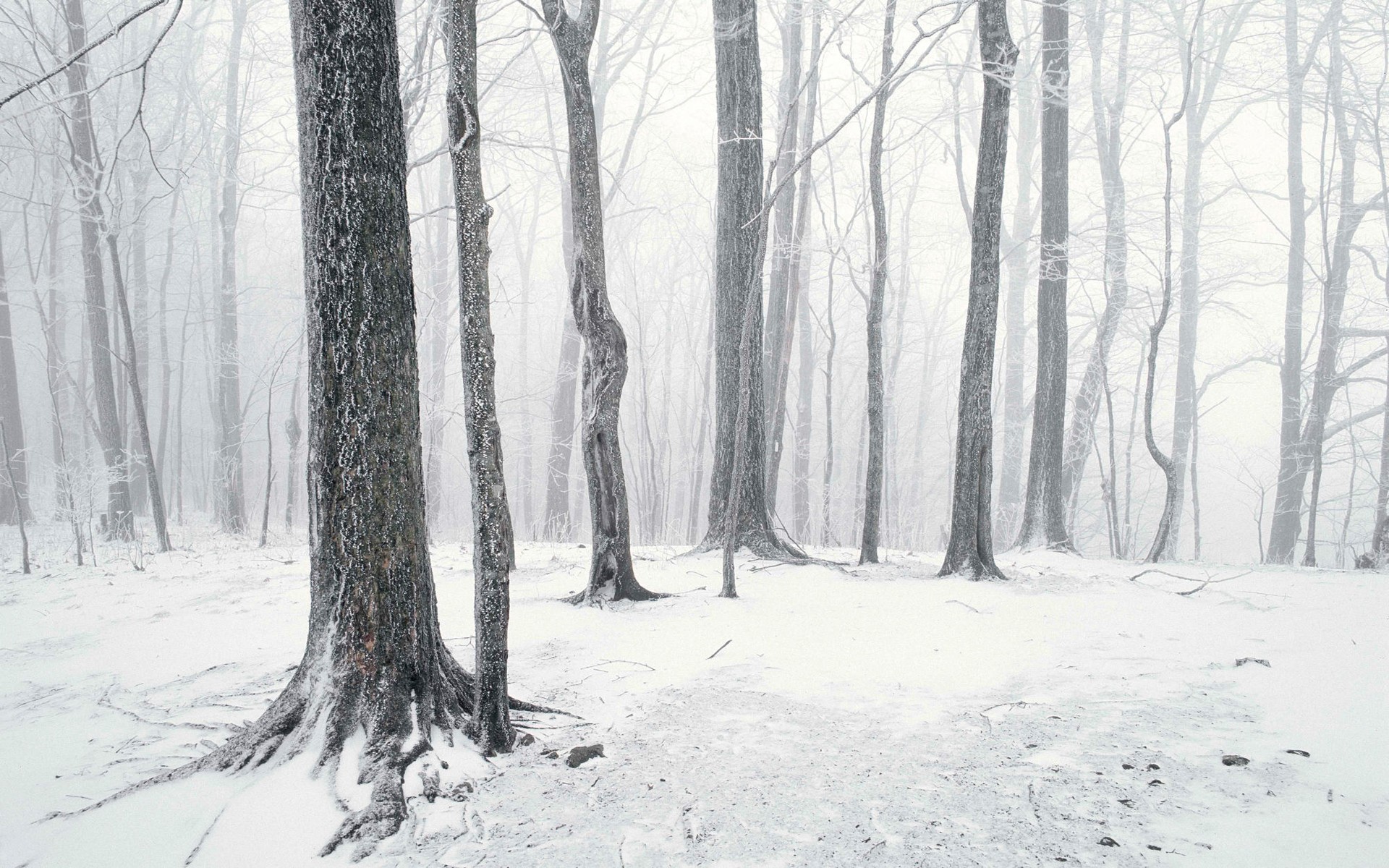 las śnieg pnie