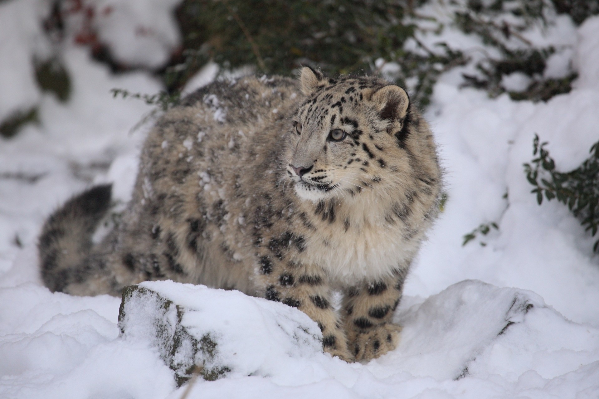 gatto selvatico bestia leopardo