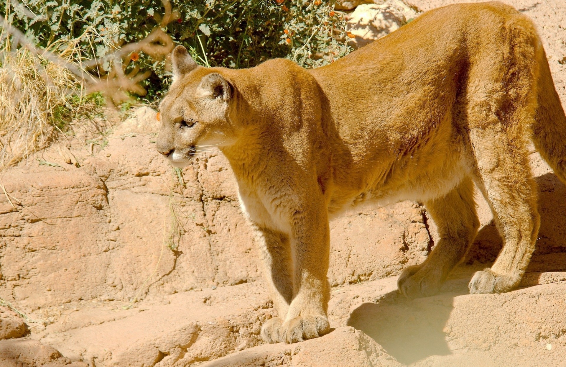 gatto selvatico puma