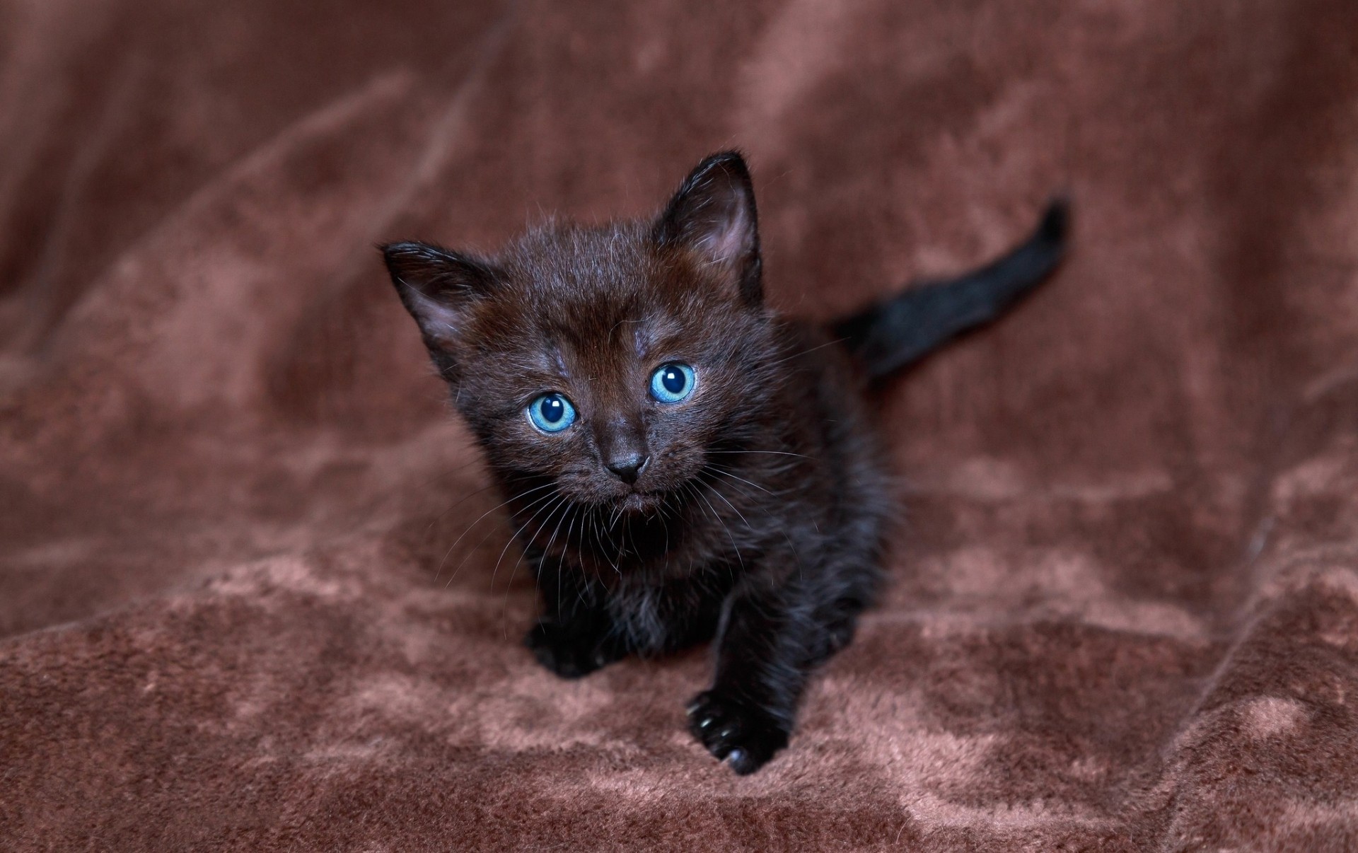 gato ojos azules vista negro