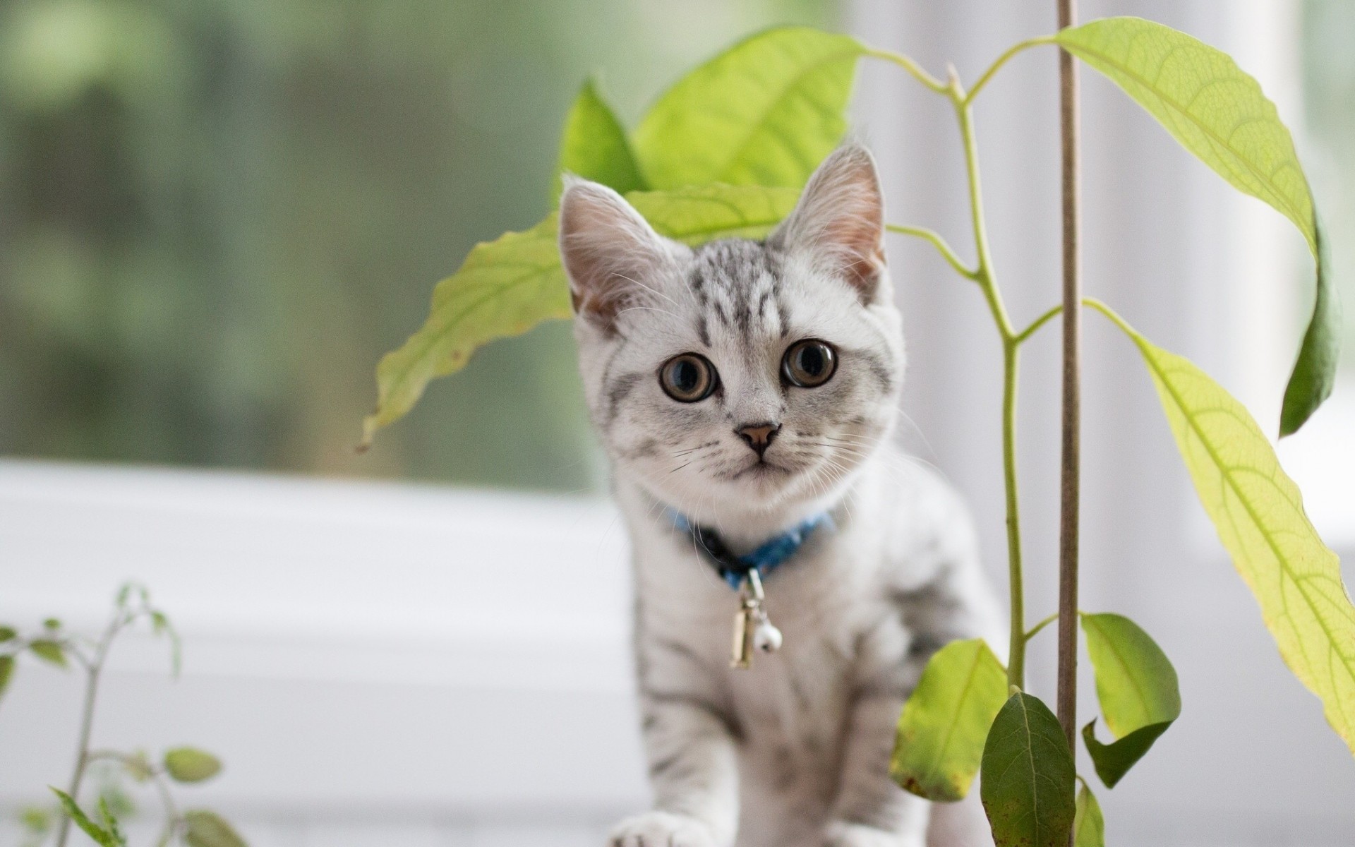 gato flor pelo corto británico tipo