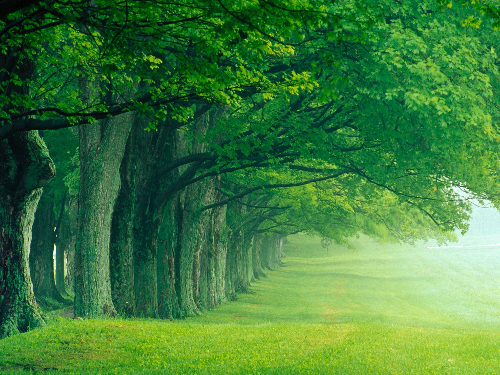 vicolo parco estate mattina nebbia alberi silenzio