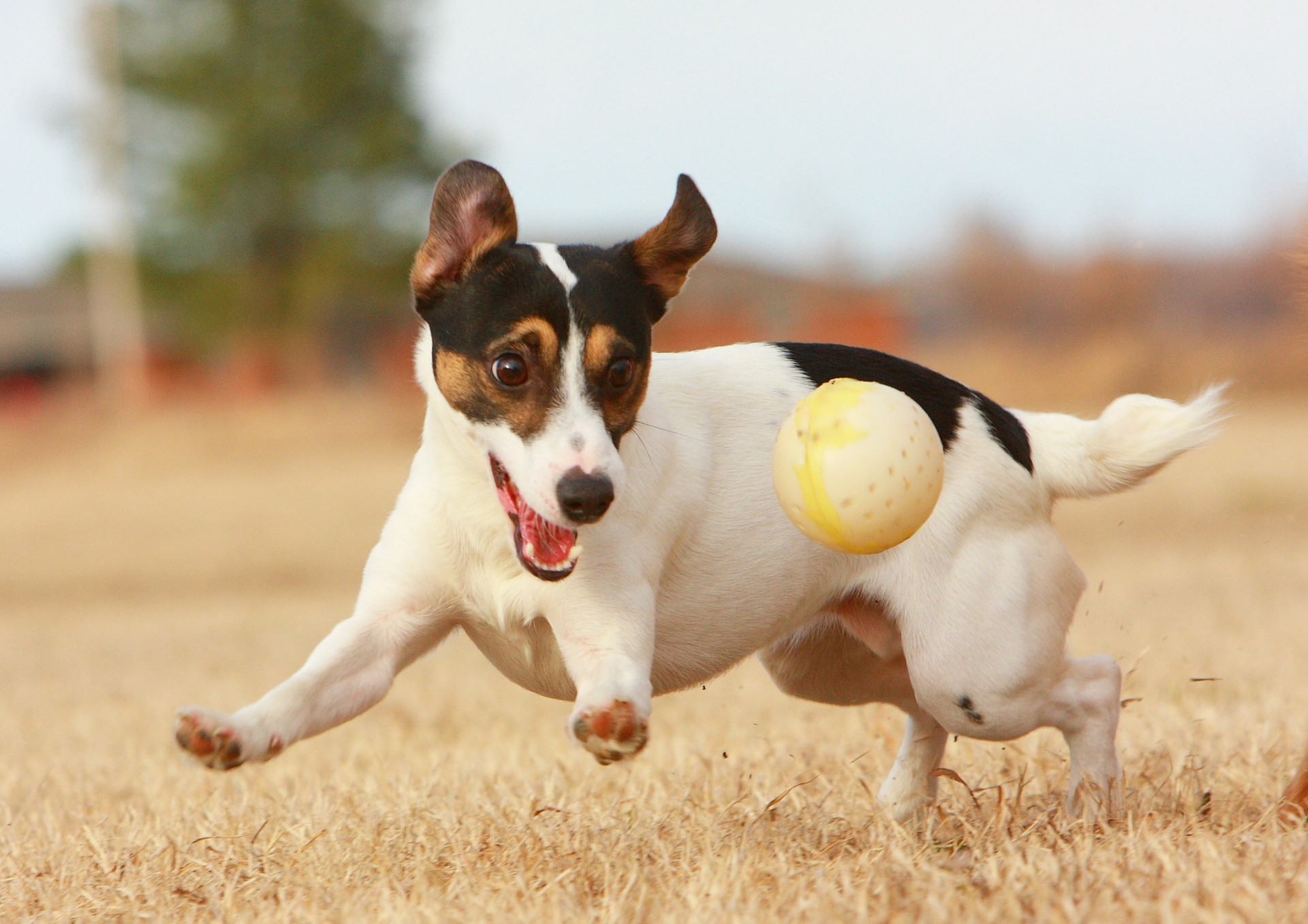 cane palla gioco