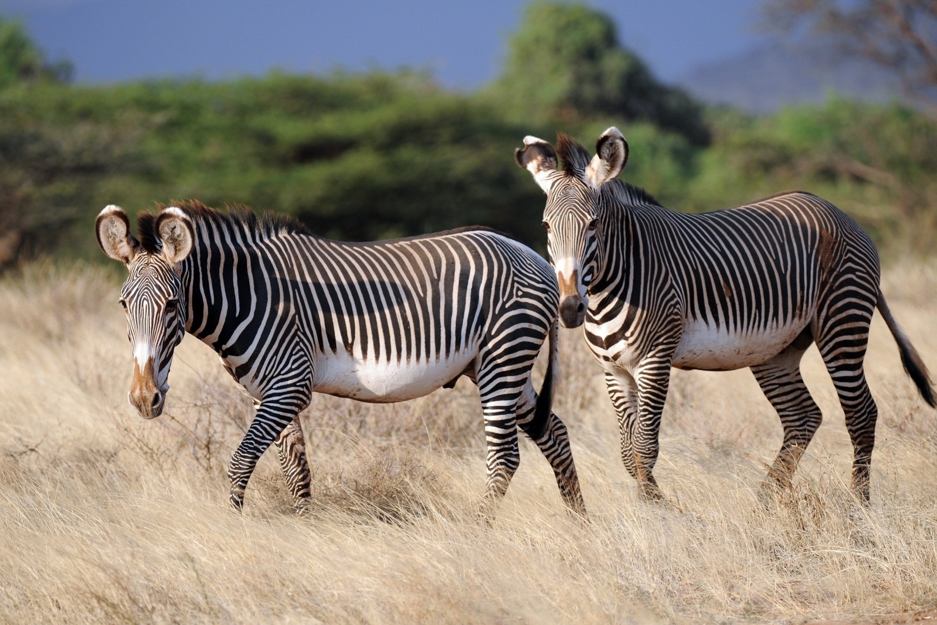 zebras tiere natur