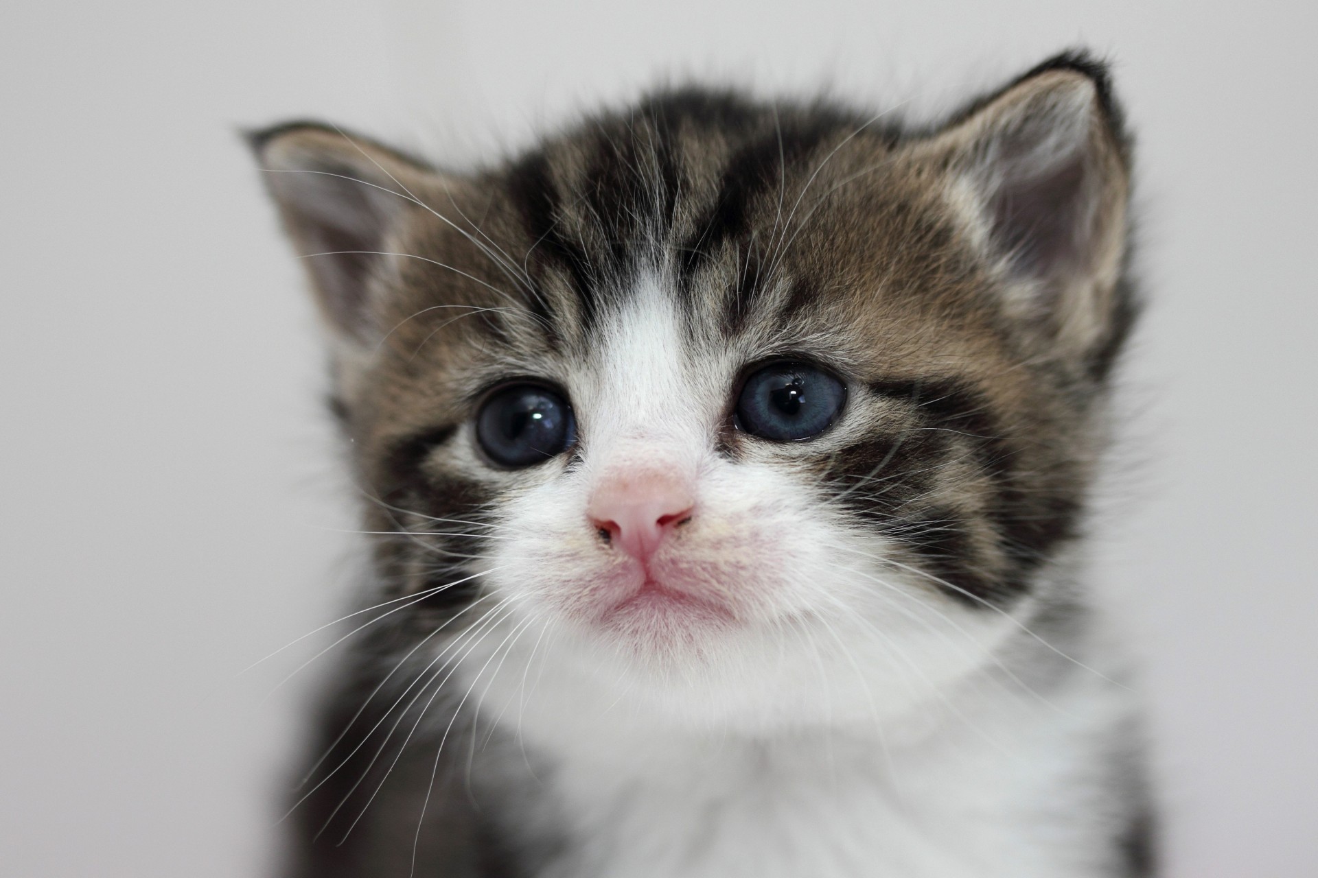 chat enfant portrait cheval de shire