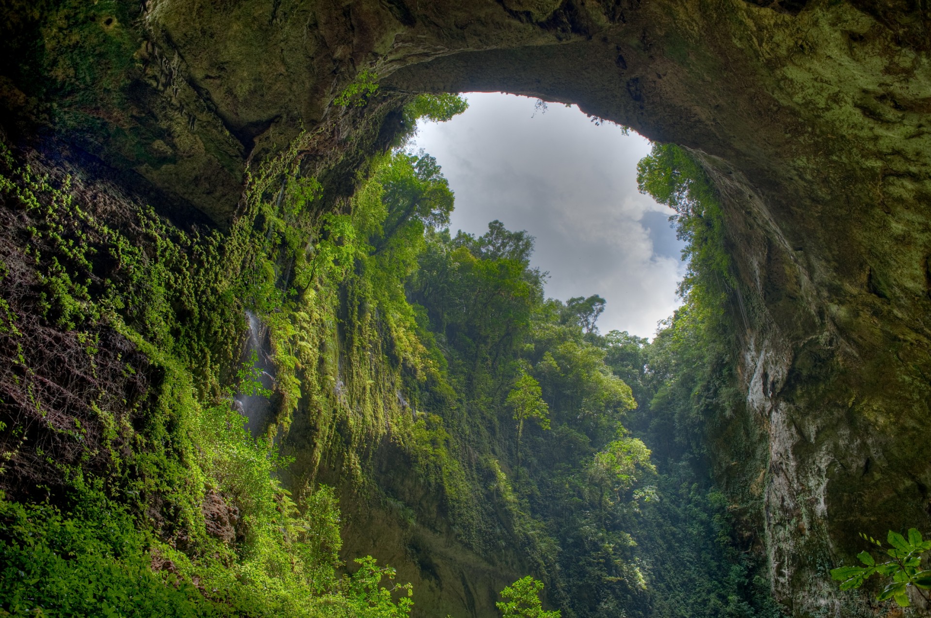 plantes gorge verdure