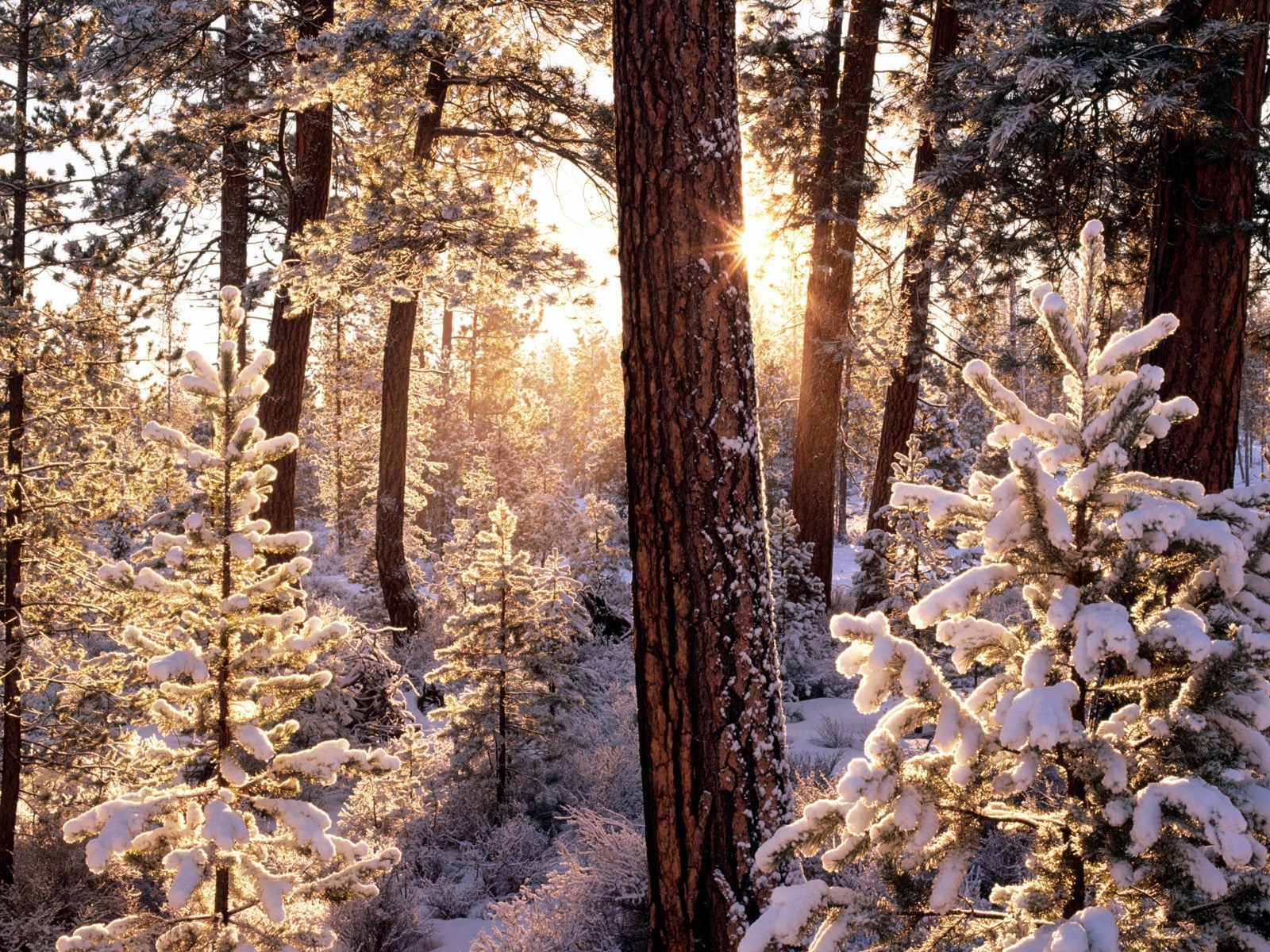 invierno bosque nieve árboles abetos sol rayos escarcha